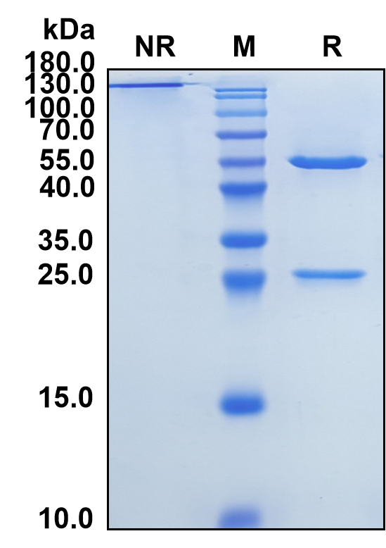Abelacimab (Biosimilar Reference Antibody) (F11)