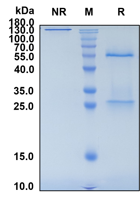 Abrilumab (Biosimilar Reference Antibody) (ITGA4B7)