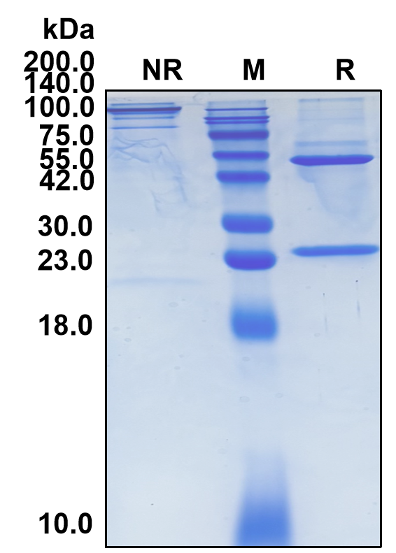 Adalimumab (Biosimilar Reference Antibody) (TNF)
