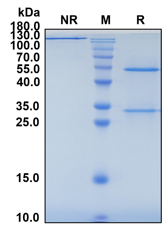 Adebrelimab (Biosimilar Reference Antibody) (CD274)
