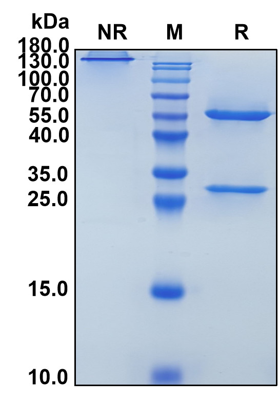 Adecatumumab (Biosimilar Reference Antibody) (EPCAM)