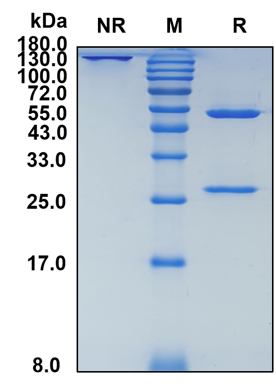 Afasevikumab (Biosimilar Reference Antibody) (IL17A)