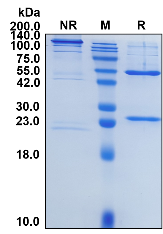 Alemtuzumab (Biosimilar Reference Antibody) (CD52)