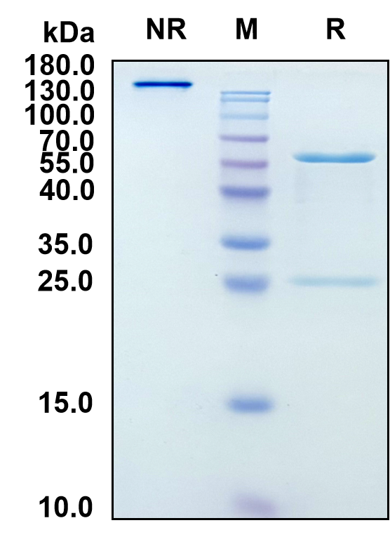 Alextatug (Biosimilar Reference Antibody) (RNP complex containing PABPC1)