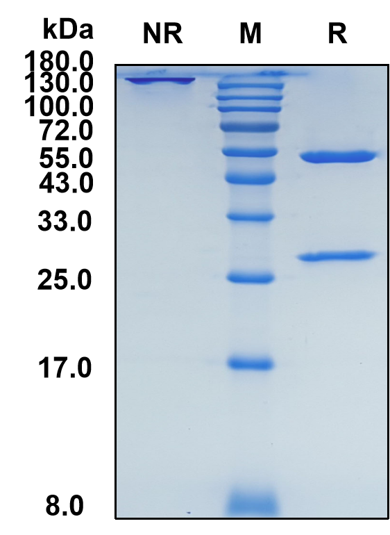 Alirocumab (Biosimilar Reference Antibody) (PCSK9)