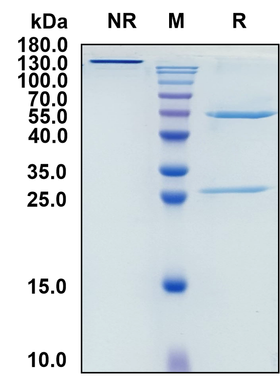 Alsevalimab (Biosimilar Reference Antibody) (VTCN1)