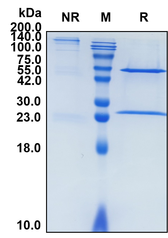 Amatuximab (Biosimilar Reference Antibody) (MSLN)