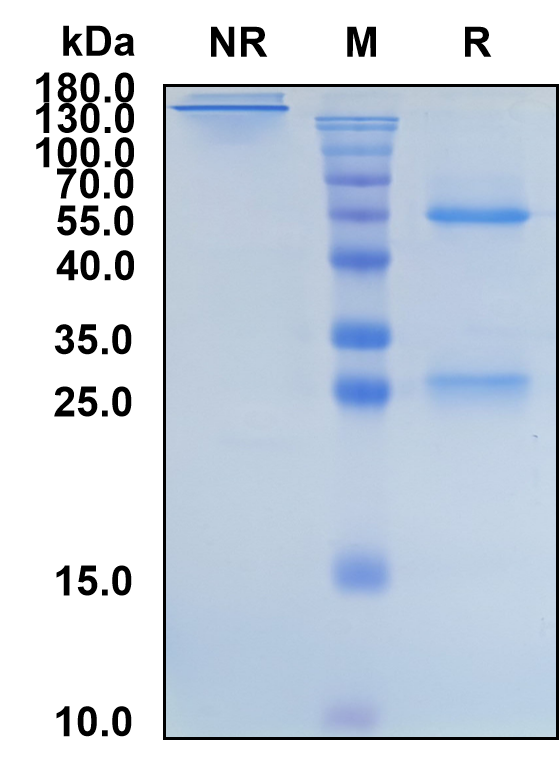 Amlitelimab (Biosimilar Reference Antibody) (TNFSF4)