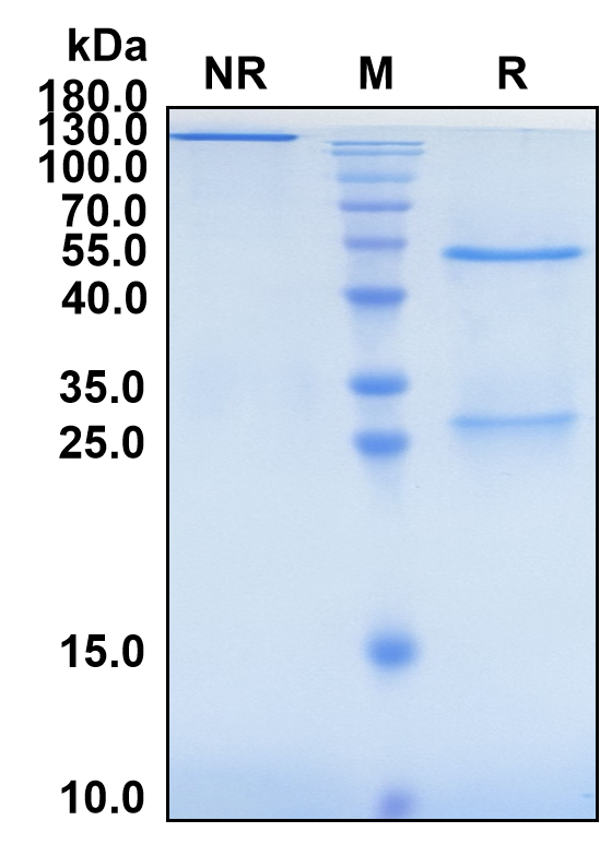 Andecaliximab (Biosimilar Reference Antibody) (MMP9)