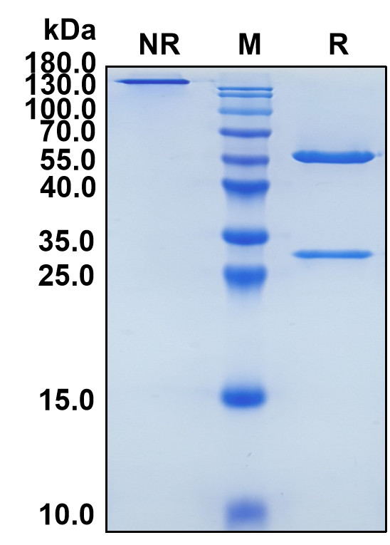 Anetumab (Biosimilar Reference Antibody) (MSLN)