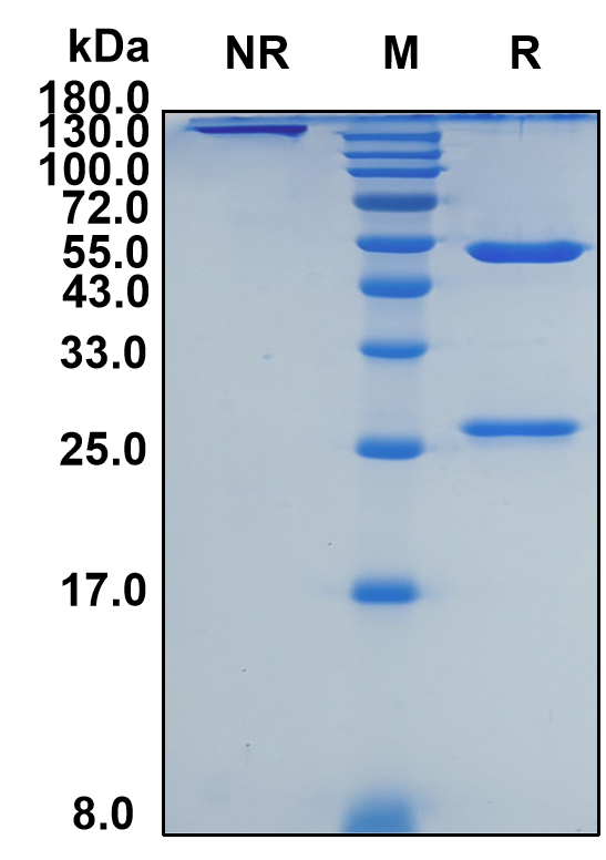 Anifrolumab (Biosimilar Reference Antibody) (IFNAR1)