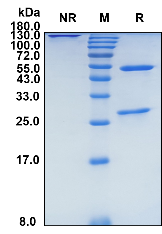 Anrukinzumab (Biosimilar Reference Antibody) (IL13)