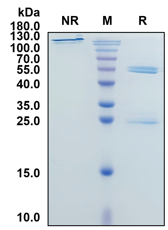 Anti-Human CD274/PDL1/B7H1 Antibody (22C3)