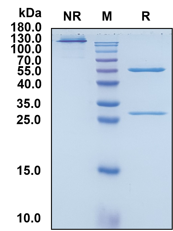 Anti-Human CEACAM-1/CD66a Reference Antibody (CM-24)