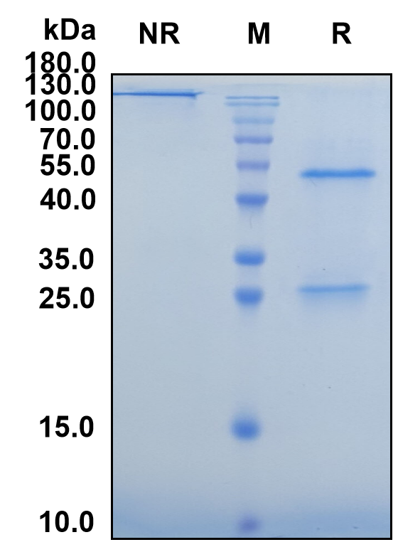 Anumigilimab (Biosimilar Reference Antibody) (CSF3R)