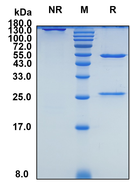 Anzurstobart (Biosimilar Reference Antibody) (SIRPA)