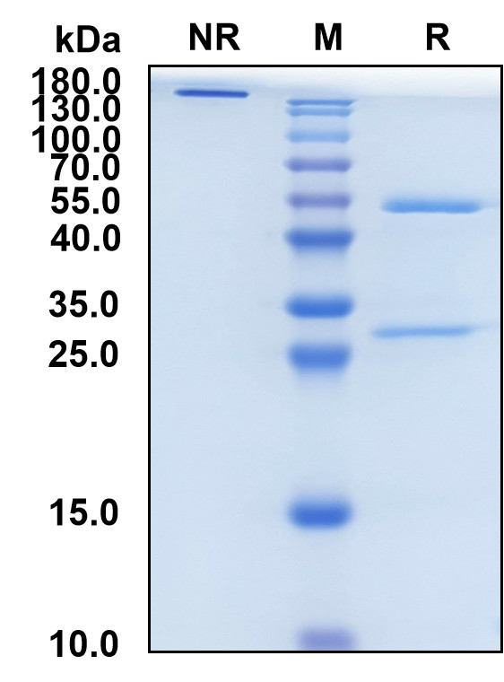 Apamistamab (Biosimilar Reference Antibody) (PTPRC)