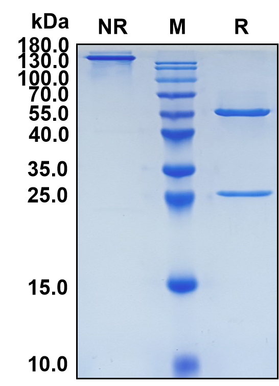 Aprutumab (Biosimilar Reference Antibody) (FGFR2)