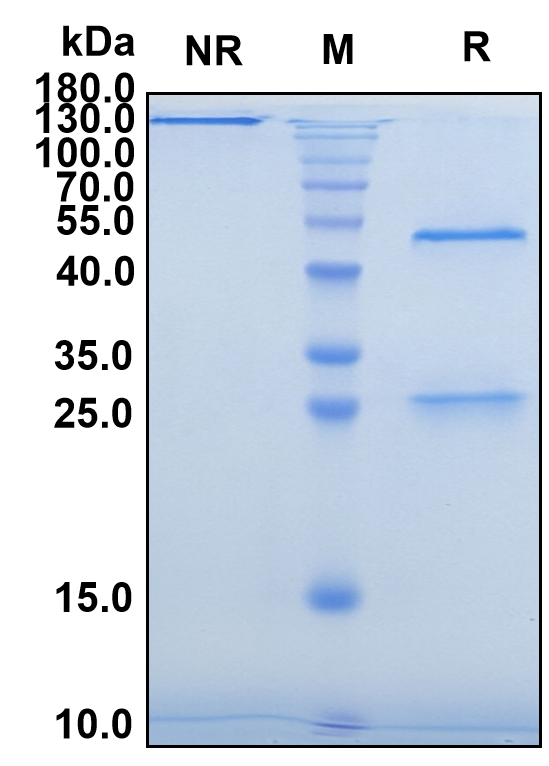 Ascrinvacumab (Biosimilar Reference Antibody) (ACVRL1)