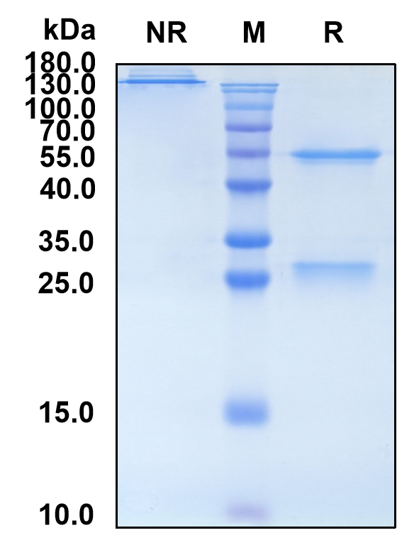 Aselizumab (Biosimilar Reference Antibody) (SELL)