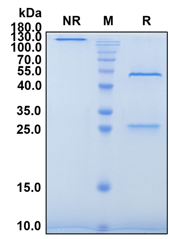 Astegolimab (Biosimilar Reference Antibody) (IL1RL1)