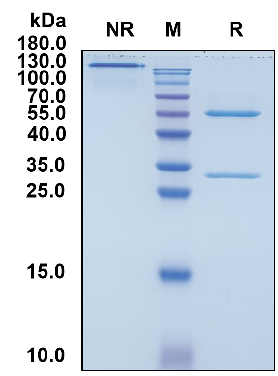 Atibuclimab (Biosimilar Reference Antibody) (CD14)