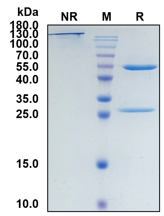 Atinumab (Biosimilar Reference Antibody) (RTN4)