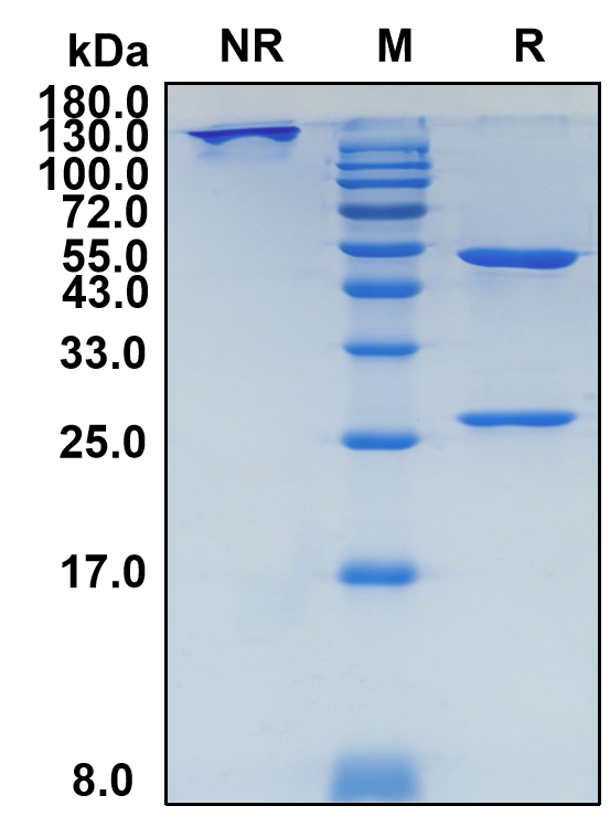 Atoltivimab (Biosimilar Reference Antibody) (Zaire Ebolavirus Glycoprotein)