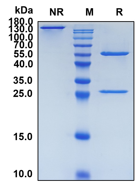 Avdoralimab (Biosimilar Reference Antibody) (C5AR1)