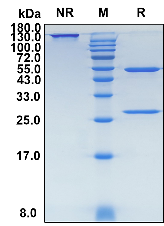 Azintuxizumab (Biosimilar Reference Antibody) (SLAMF7)