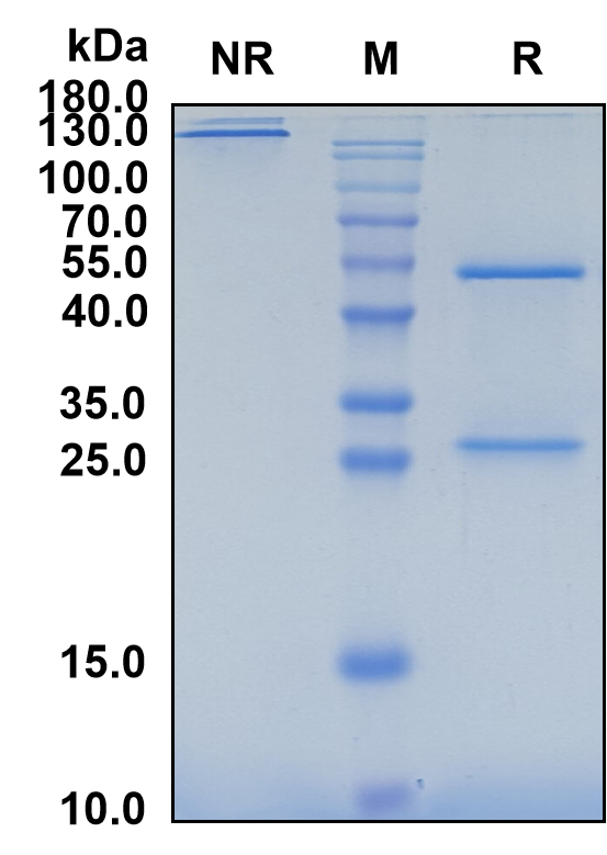 Bapotulimab (Biosimilar Reference Antibody) (ILDR2)