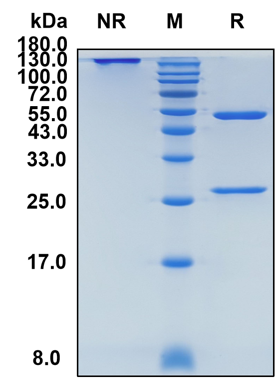 Barzolvolimab (Biosimilar Reference Antibody) (KIT)