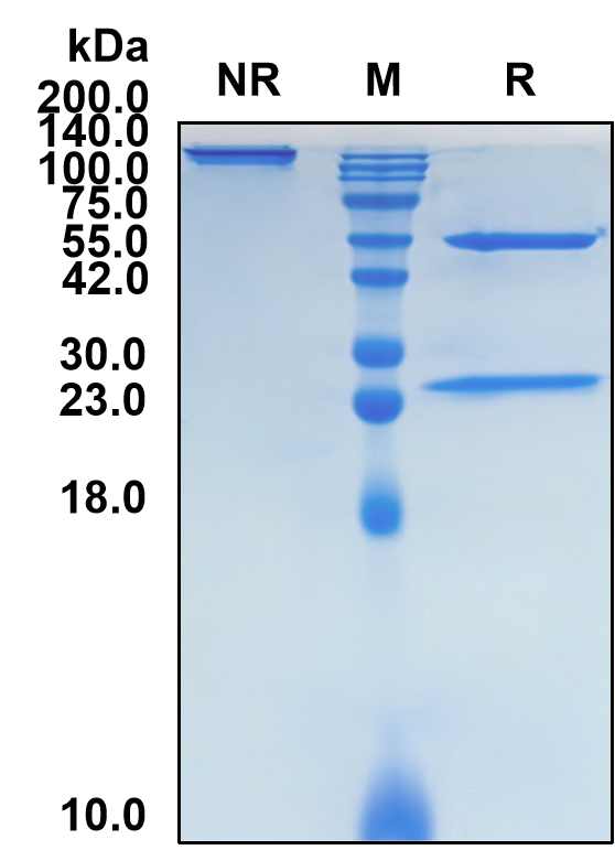 Batoclimab (Biosimilar Reference Antibody) (FCGRT)
