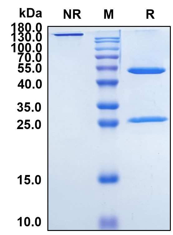 Belantamab (Biosimilar Reference Antibody) (TNFRSF17)