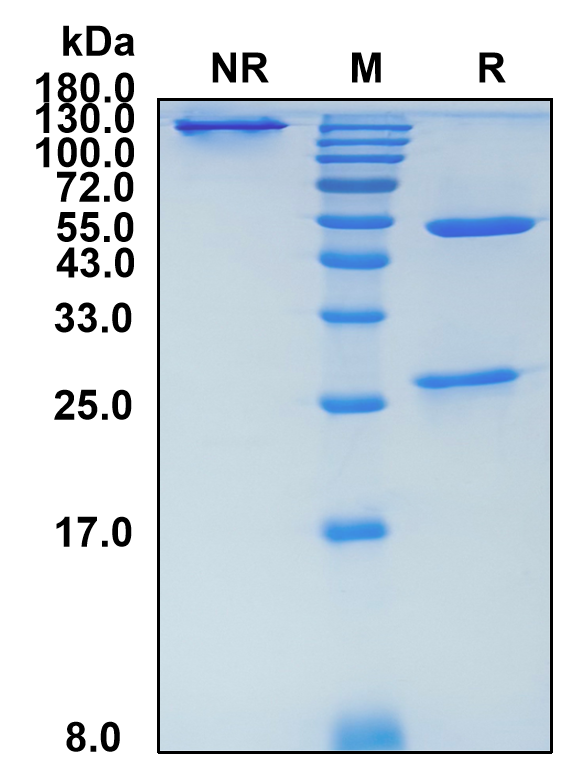 Bemarituzumab (Biosimilar Reference Antibody) (FGFR2)
