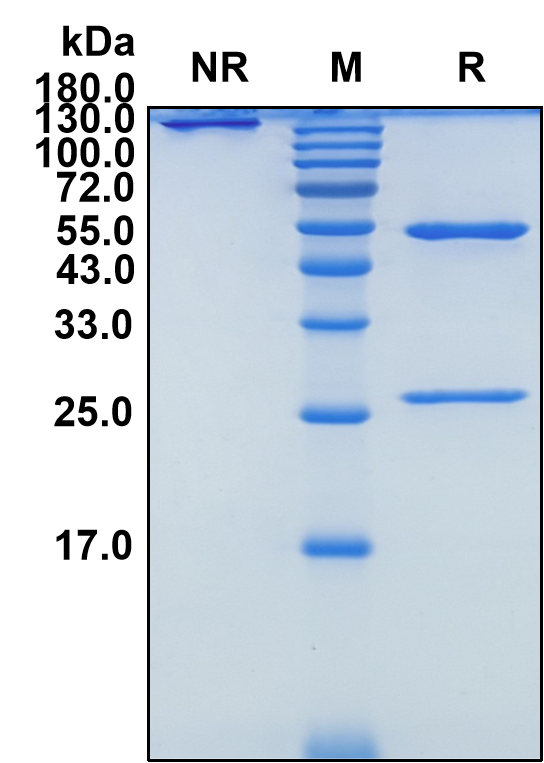 Bempikibart (Biosimilar Reference Antibody) (IL7R)