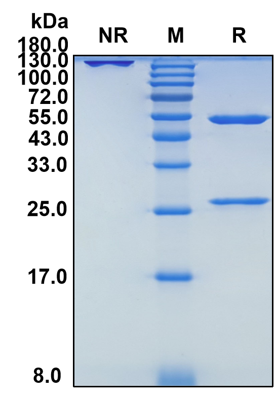 Benralizumab (Biosimilar Reference Antibody) (IL5RA)