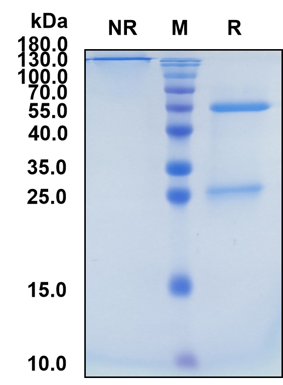 Bepranemab (Biosimilar Reference Antibody) (MAPT)