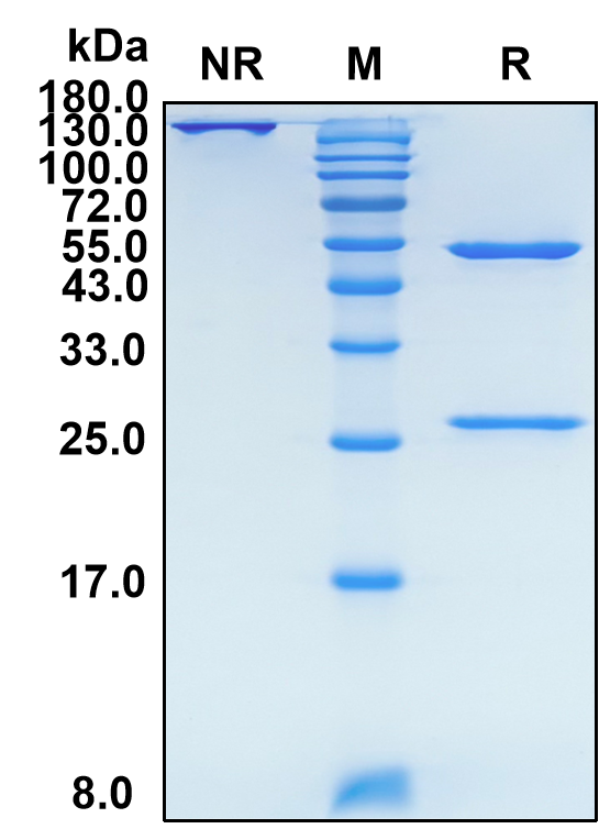 Bermekimab (Biosimilar Reference Antibody) (IL1A)
