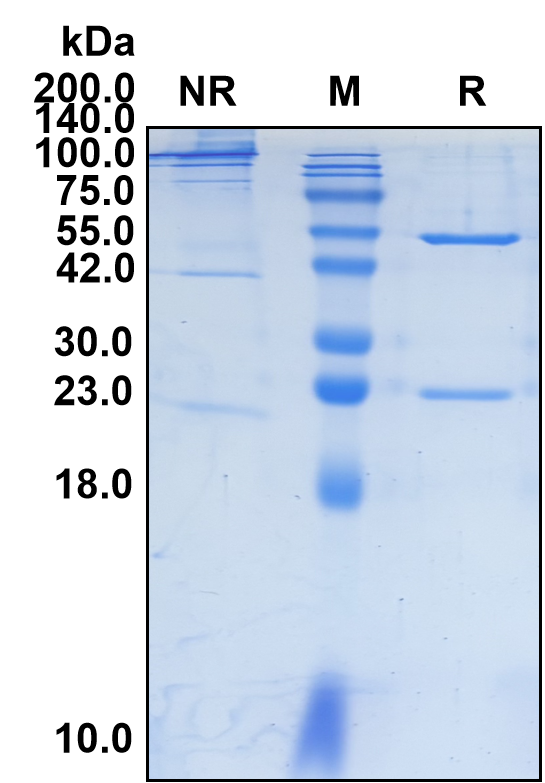 Bersanlimab (Biosimilar Reference Antibody) (ICAM1)