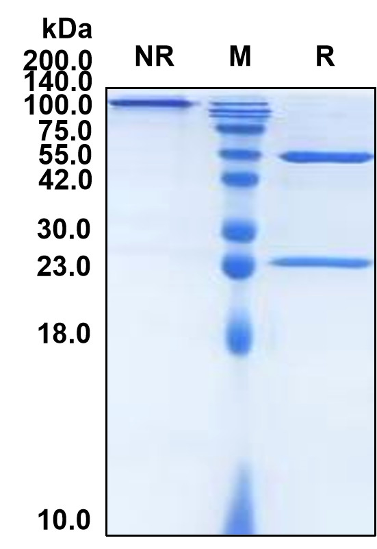 Bevacizumab (Biosimilar Reference Antibody) (VEGFA)