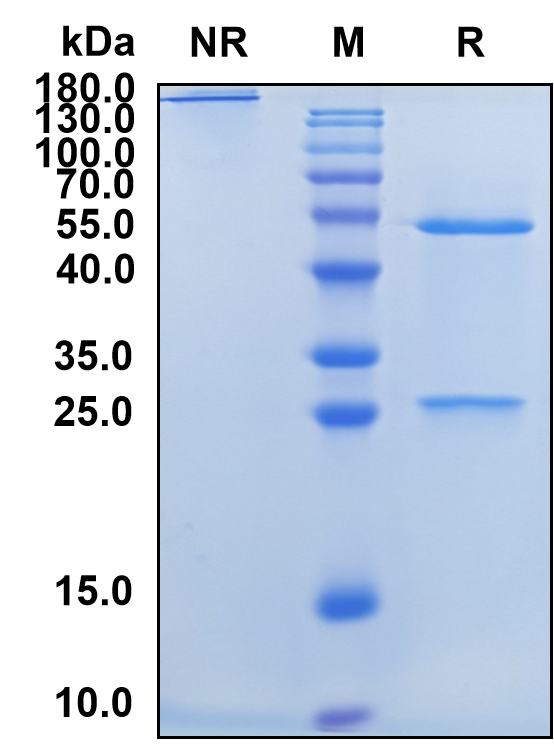 Bexmarilimab (Biosimilar Reference Antibody) (STAB1)