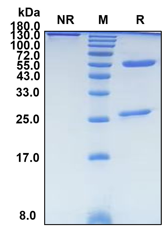Bezetabart (Biosimilar Reference Antibody) (CD74)