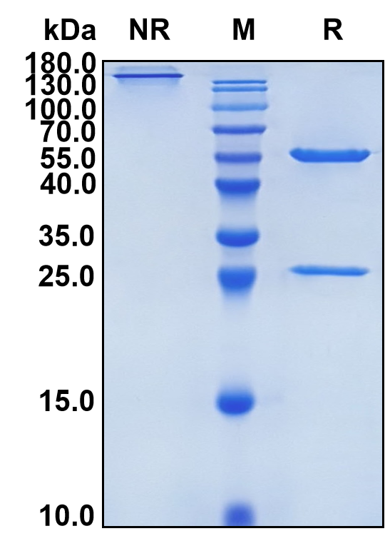 Bimagrumab (Biosimilar Reference Antibody) (ACVR2B)