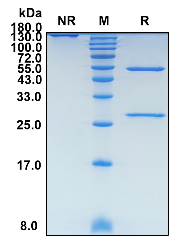 Birtamimab (Biosimilar Reference Antibody) (SAA1)