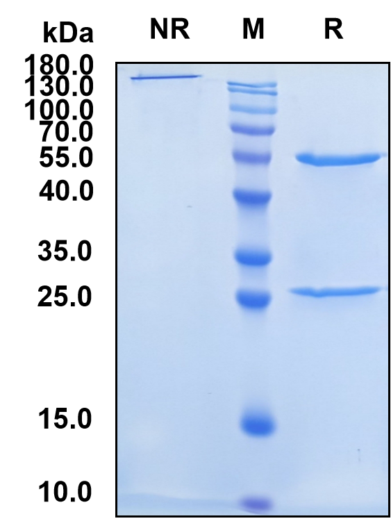 Blosozumab (Biosimilar Reference Antibody) (SOST)
