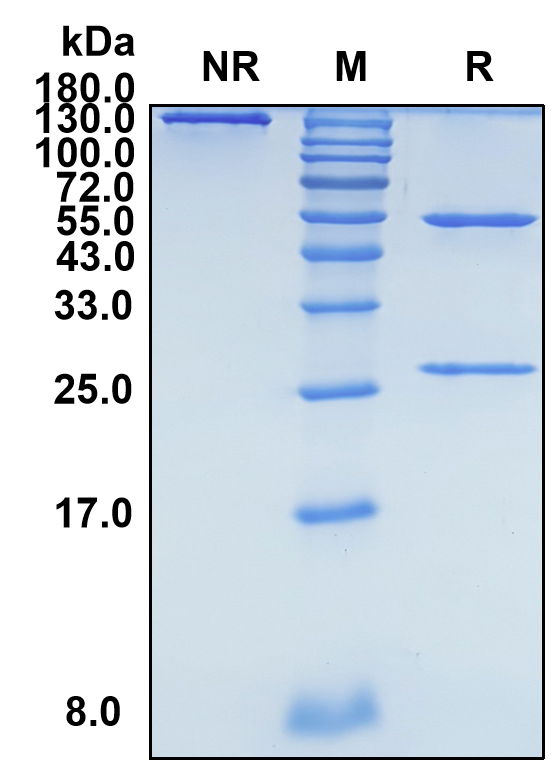 Boserolimab (Biosimilar Reference Antibody) (TNFRSF7)