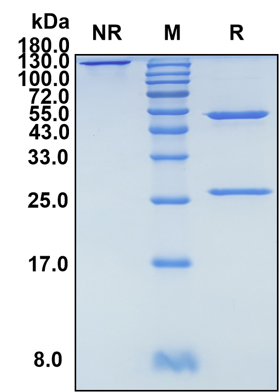 Botensilimab (Biosimilar Reference Antibody) (CTLA4)