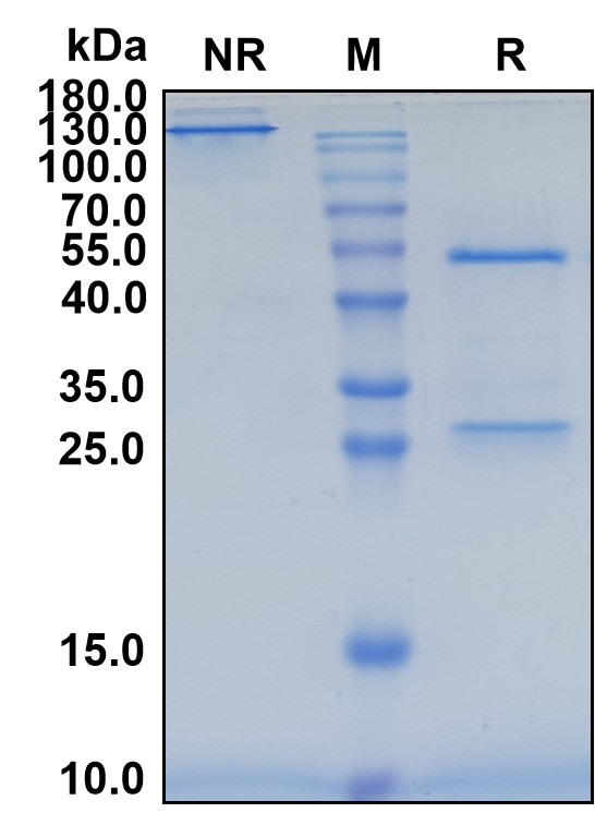 Brazikumab (Biosimilar Reference Antibody) (IL23A)