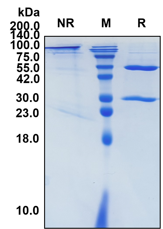 Brentuximab (Biosimilar Reference Antibody) (TNFRSF8)